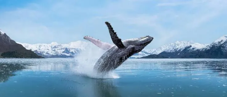A humpback whale breaching out of calm blue water, with snow-capped mountains behind