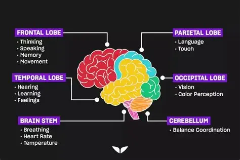 Diagram of the brain’s frontal, parietal, temporal, and occipital lobes, brain stem, and cerebellum